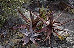 Aloe aff fievetii PV2809 Aloe conifera Antsirabe V GPS233 Mad 2015_0108.jpg